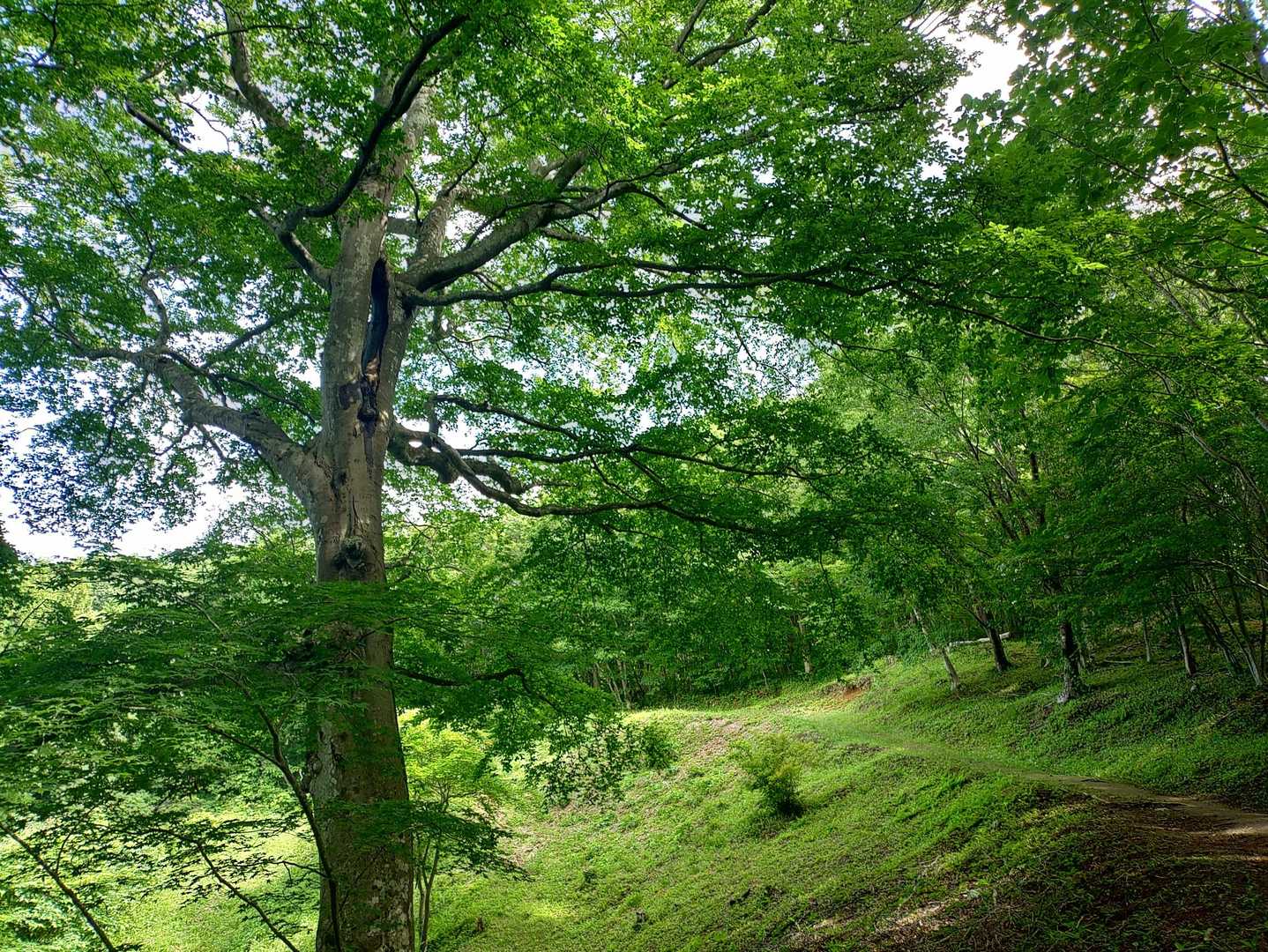 美しいブナ🌳