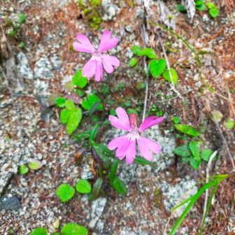 この花がたくさん咲いてました。タカネビランジと思われます。