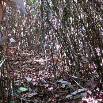 下山は西側の尾根コースを辿る 🌿
相変わらず背丈もの笹薮が行く手を阻むが、目印が誘導してくれ、踏み跡もしっかりとしているので迷うことはない 👍