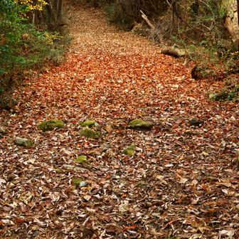 トリコロール(3色)なトレイル
トリコレイル🤣