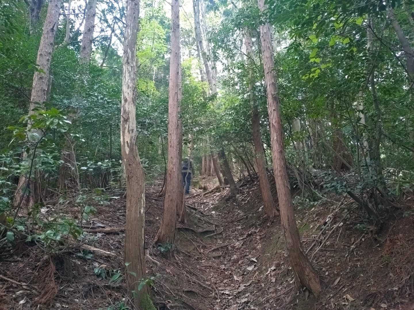 急登の箇所もあるけど、整備されています🙏