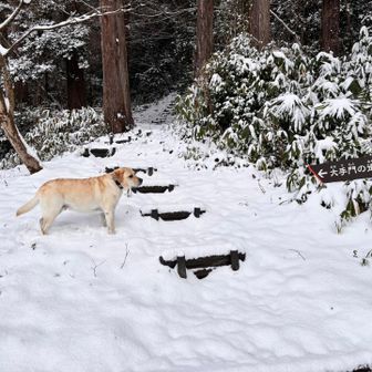 今日はここから山に