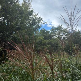 ススキ🌾☁️