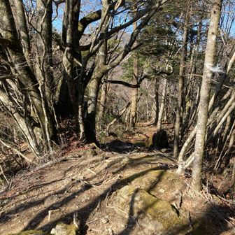 往路は道に落ちている枯れ枝を脇にどけながら進む