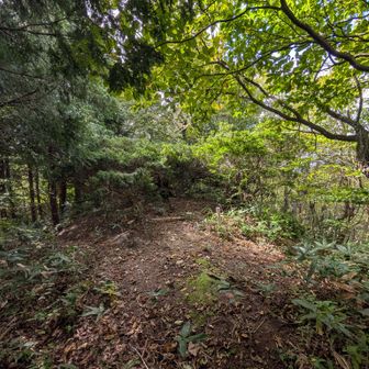 ヘロヘロになって御墓山に到着。ここにも展望、標識類共になし