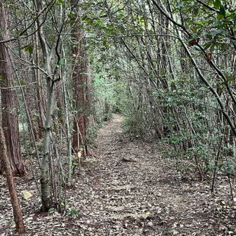 「美濃國山城トレイル」コースを逆走します🥾