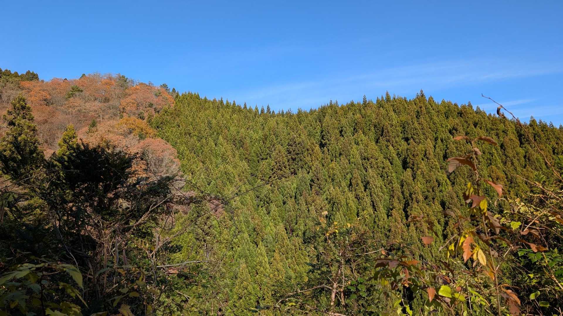 鳥越峠-お別れ峠-鷹討山 縦走コースの写真
