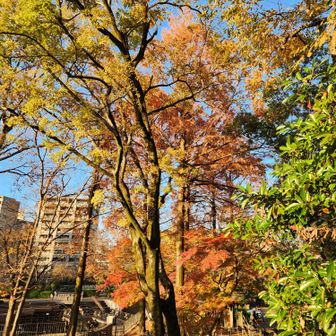 下山。夕日に紅葉が美しい。