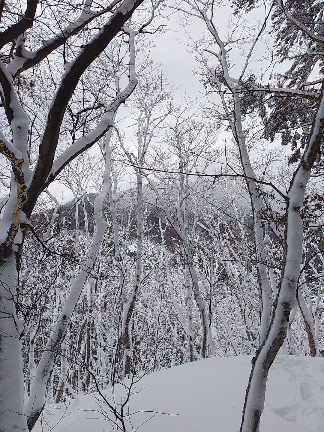 東岳西尾根