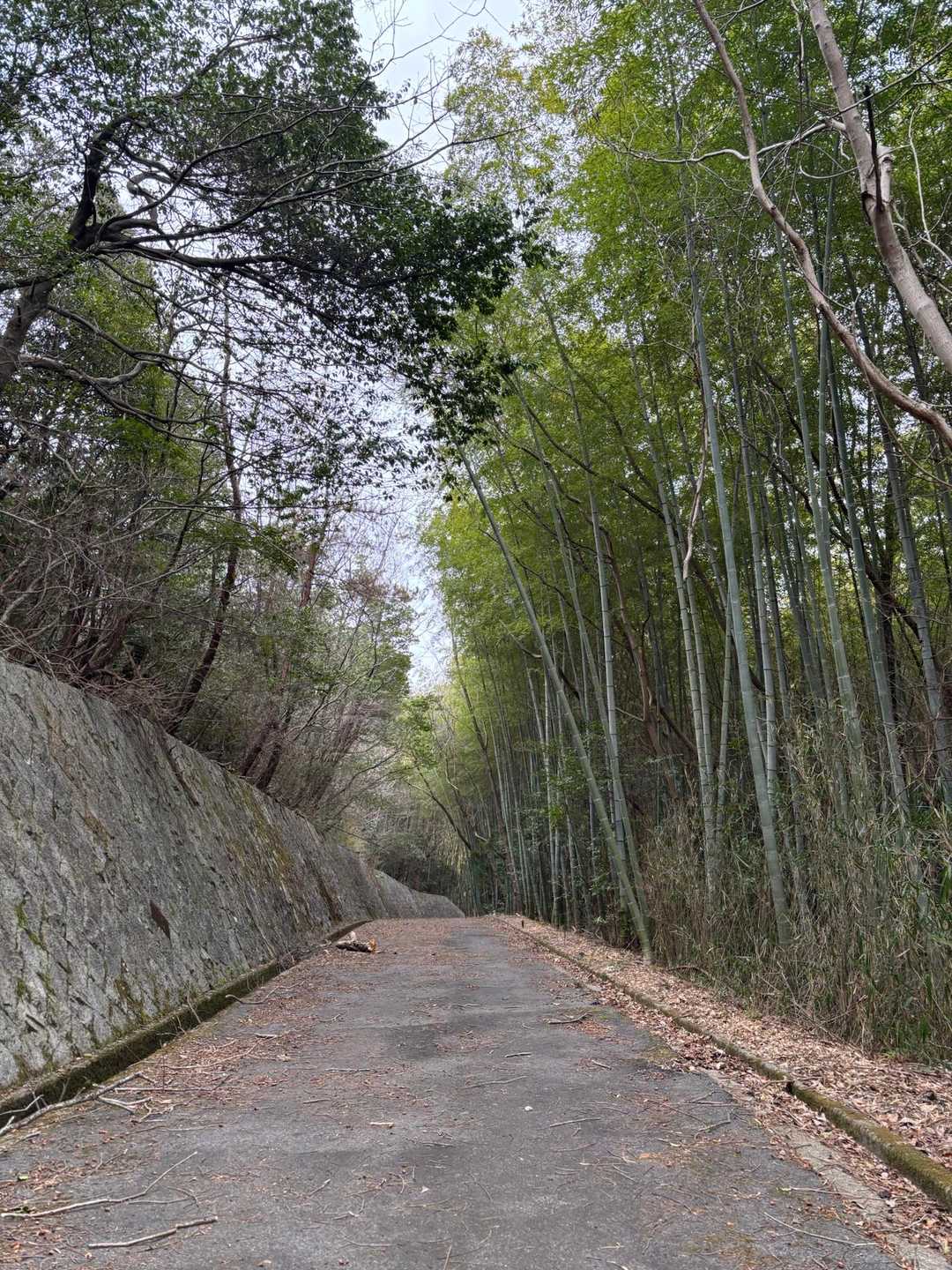 舗装路を下っていきます