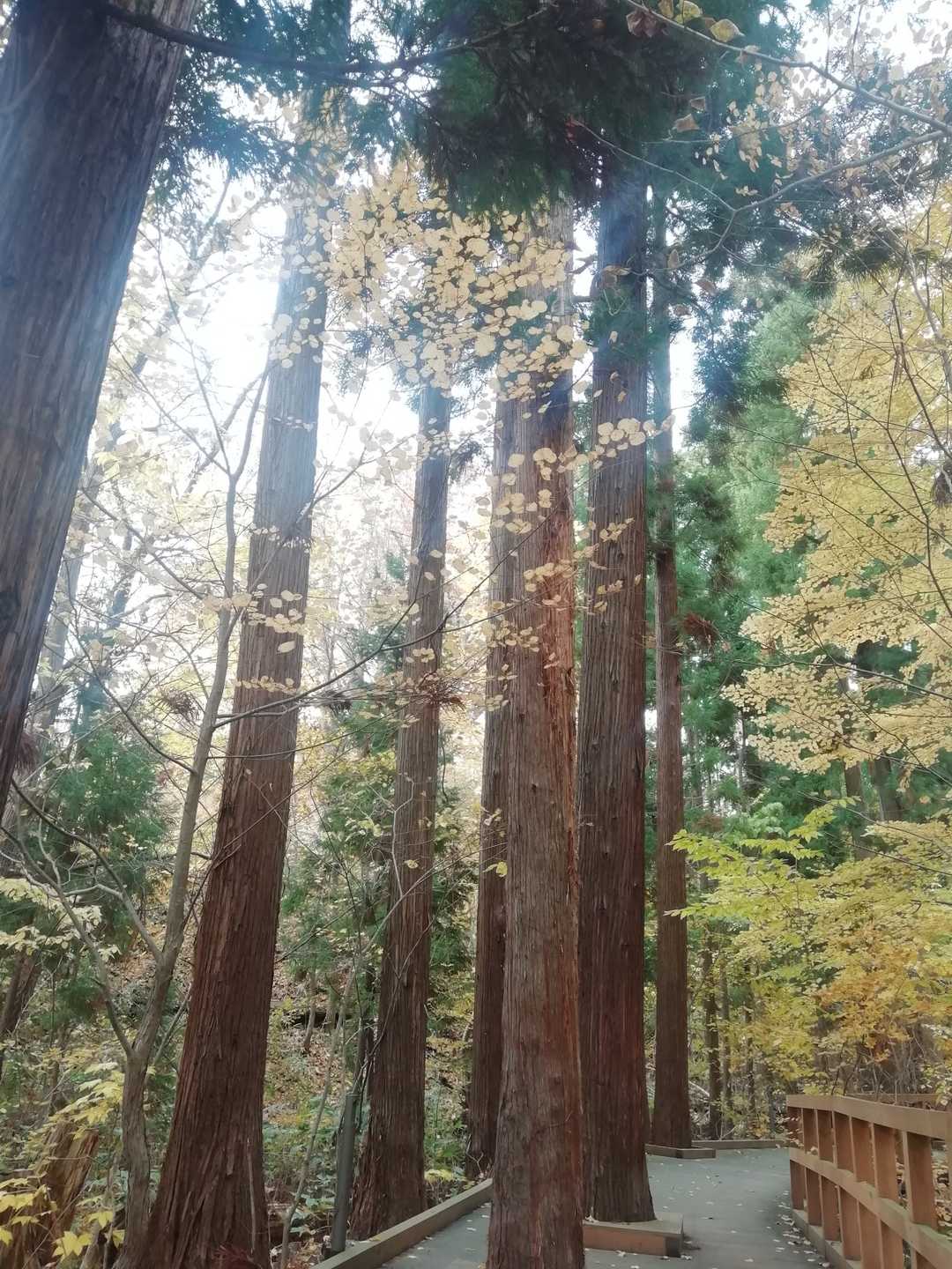 きれいなスギ林