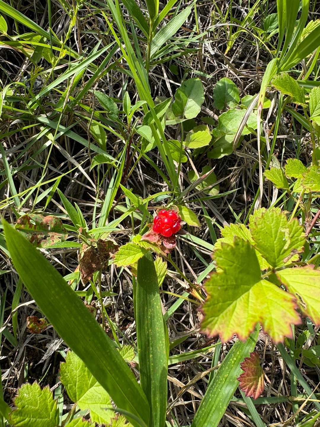 野いちご？🍓