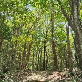 まだまだ緑も濃く、木漏れ日と影が揺れる登山道の雰囲気が良い