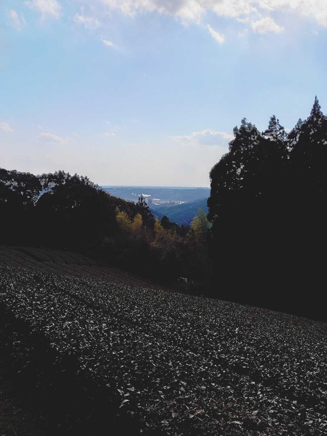 茶畑と島田市