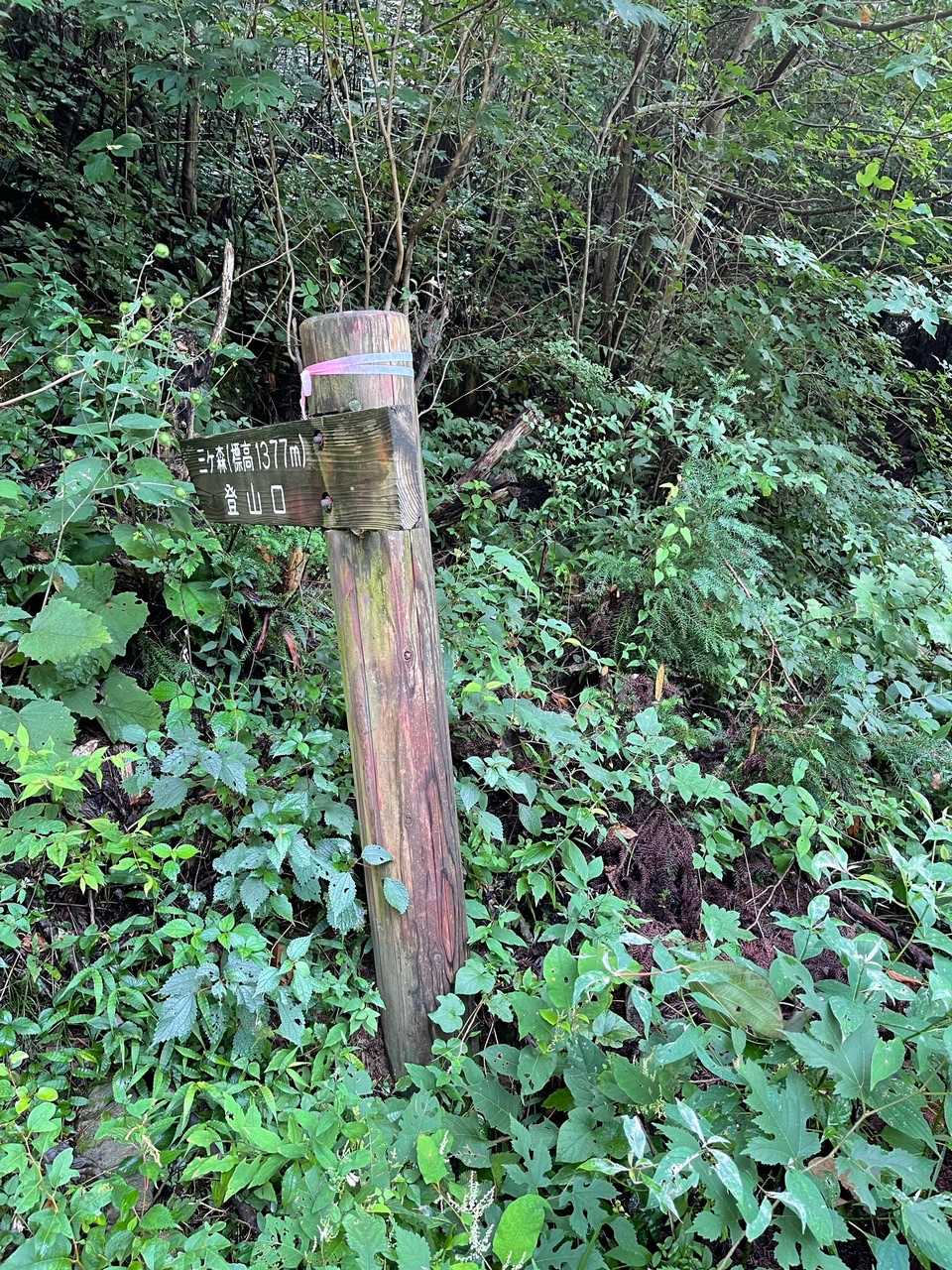 ここまで悪路🚙走行
