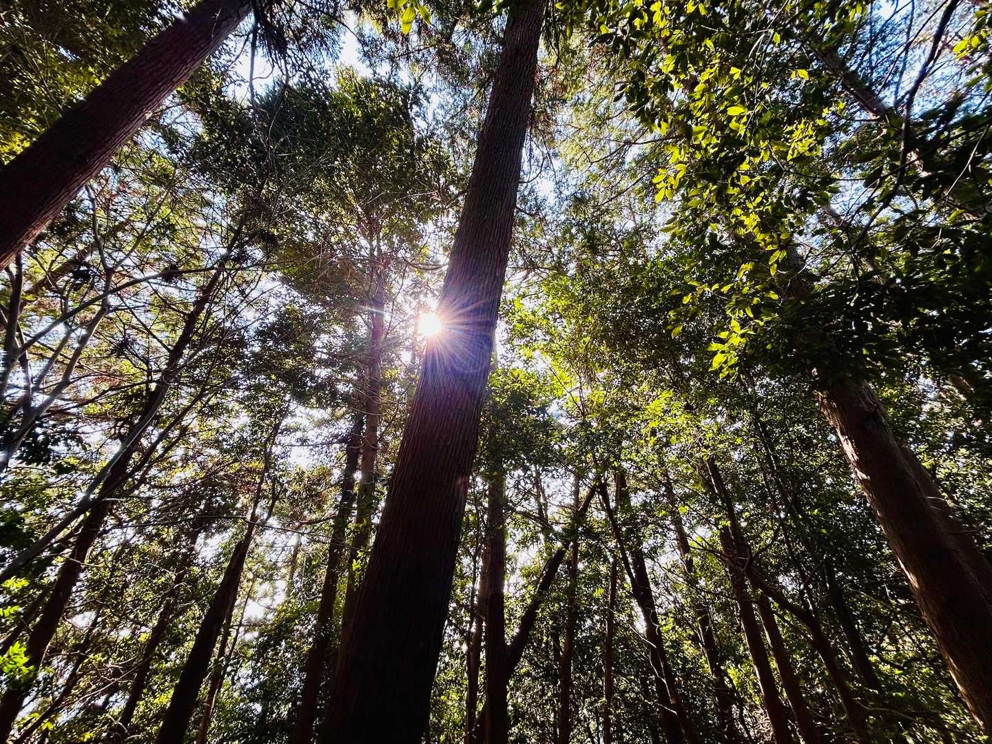 帆掛山-柏尾峠 往復コースの写真