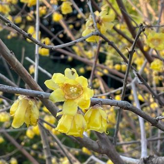 ロウバイが咲いていた