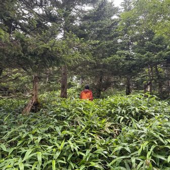 頂上まではかなり長い道のり