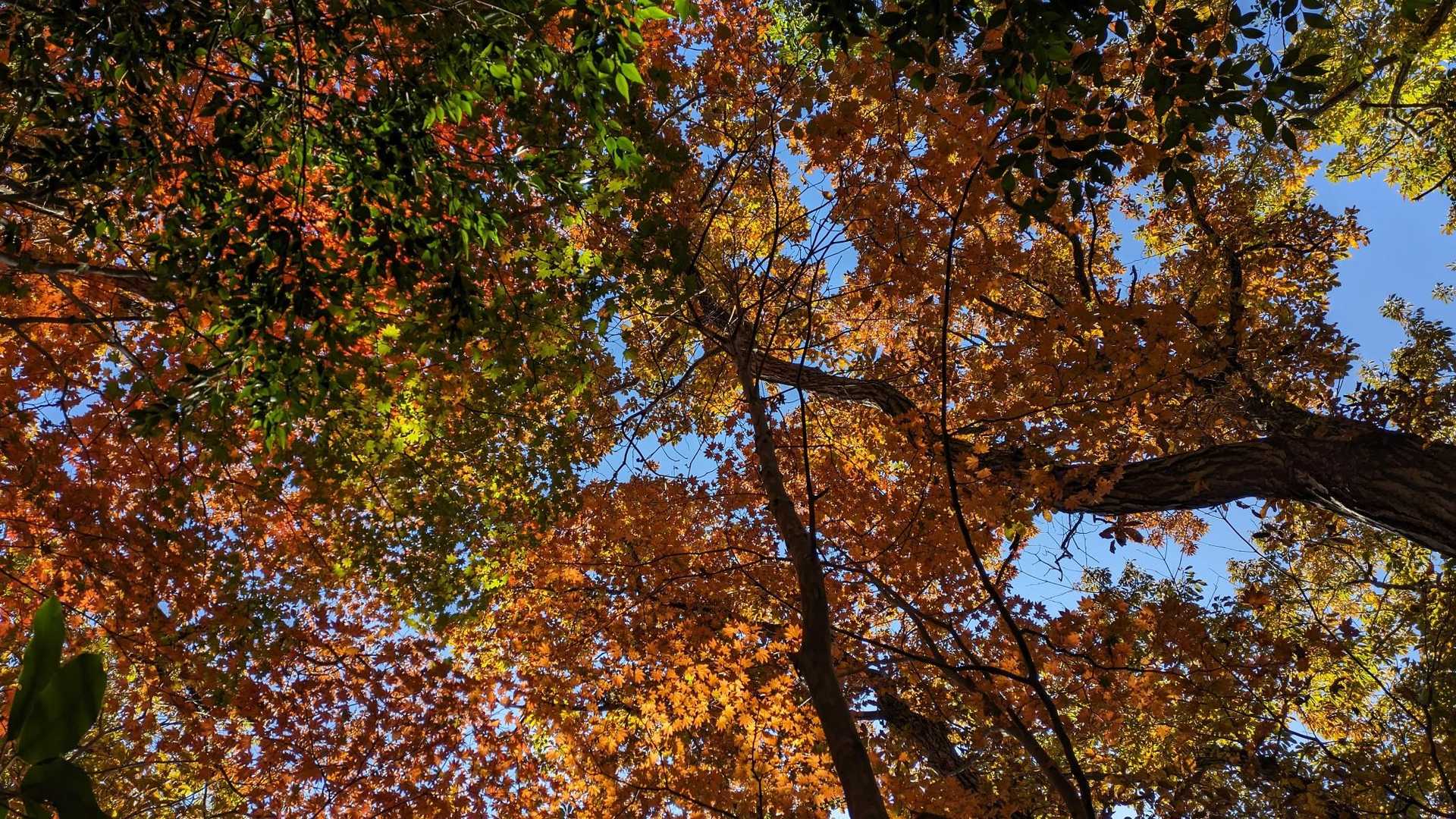 新城・茶臼山登山口-金満山-赤牟田ノ辻 往復コースの写真