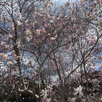 満開で綺麗🌸思わずパシャリ