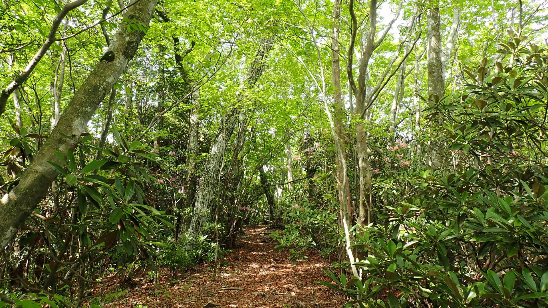新緑の酒吞童子山、歩いてて気持ち良かった、ありがとう(^^♪