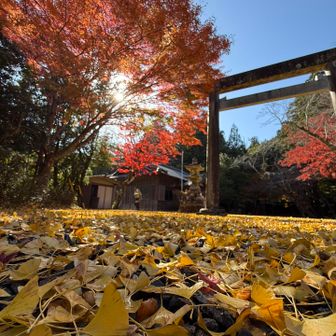 イチョウともみじのコラボ🍁
八柱神社