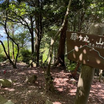藤ヶ丸山頂✨