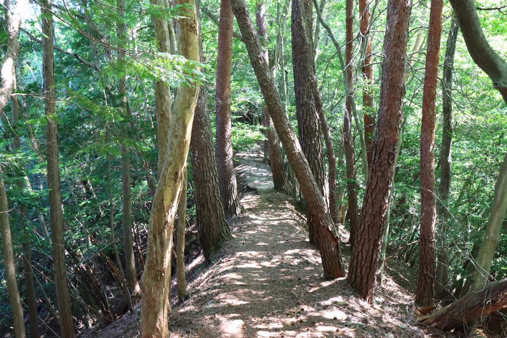 森林の中の気持ち良い登山道です。夏は直射日光を浴びないので助かります。