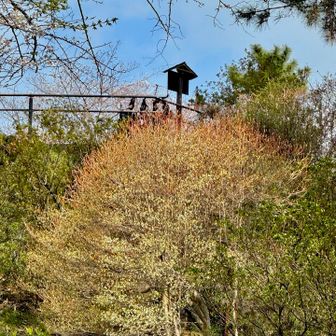 ∩ᵒ̴̶̷̤⌔ᵒ̴̶̷̤∩〜♡
ドウダンツツジのグラデーション綺麗〜♡