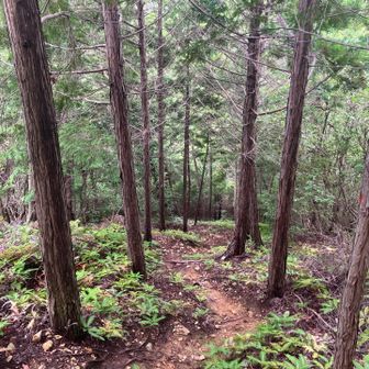 衣笠山⛰️へは急登💦
登ってきたところを振り返る