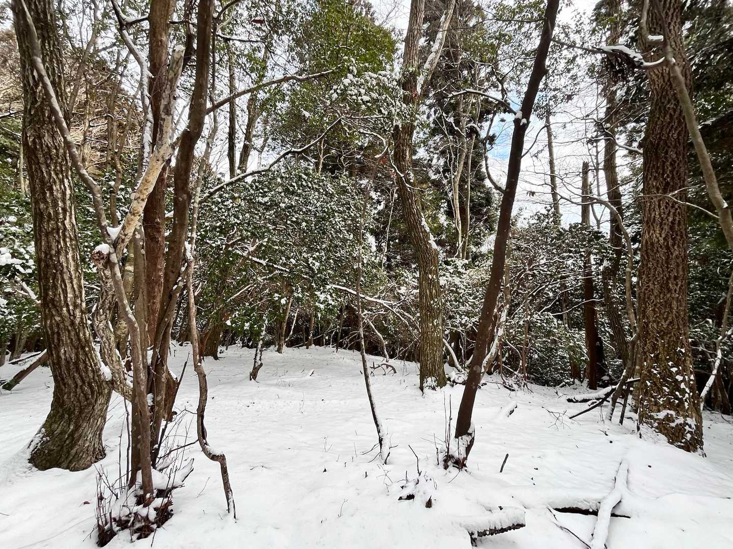 荒神峠-愛宕山 往復コースの写真