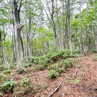 あとはひたすら下山