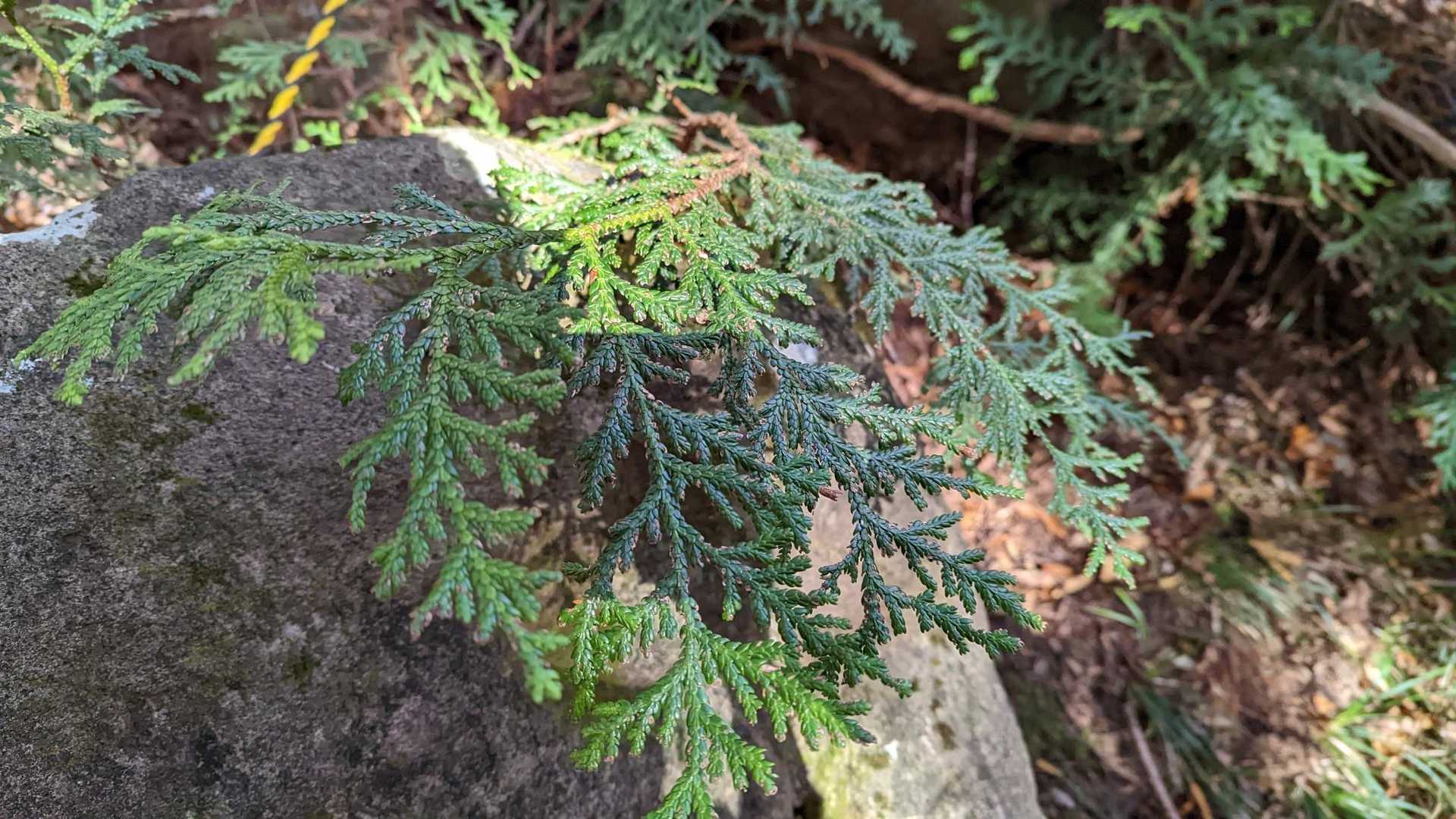 アスナロの葉
鱗片葉でヒノキより厚みがあって大きい🌲