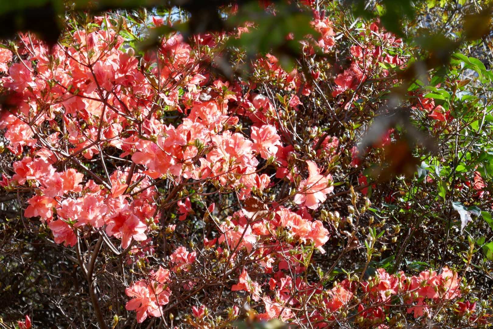 このツツジの木は毎年何故か秋に花を咲かせるのですが、今年は花数が多い👀満開です🌼