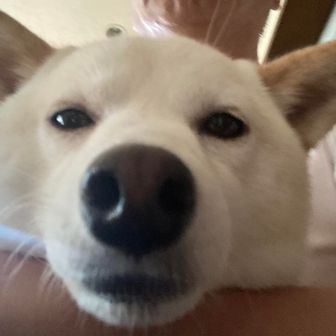 つよした