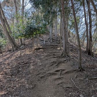 ピークへの20m程度が急登。