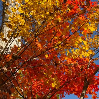 スタートからこの紅葉🍁