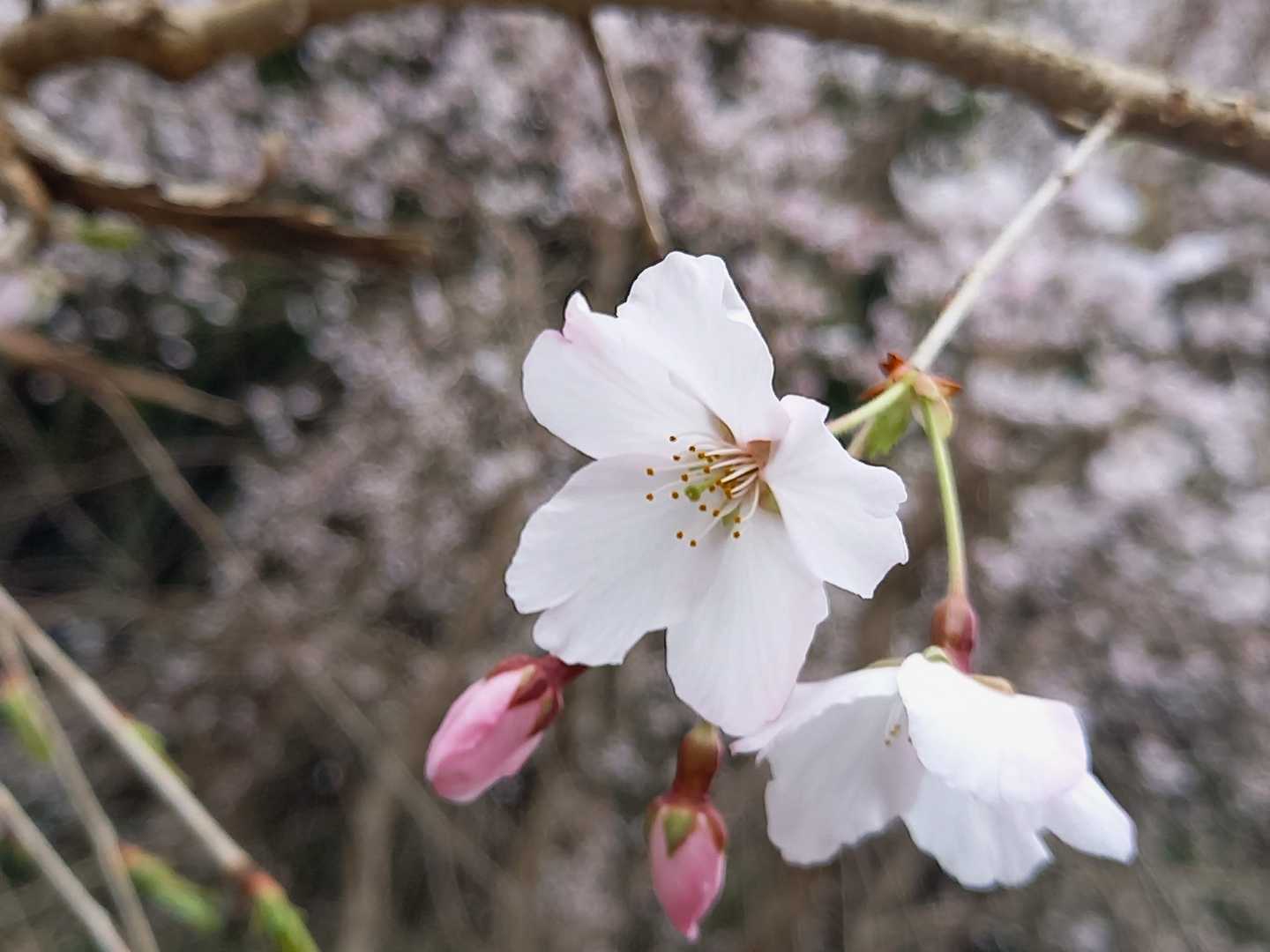 樋口山 往復コースの写真