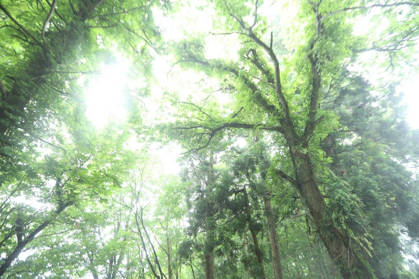 東鳥海神社-東鳥海山 往復コースの写真