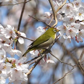 桜メジロ