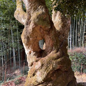 なんでこんなに捩れちゃったかな