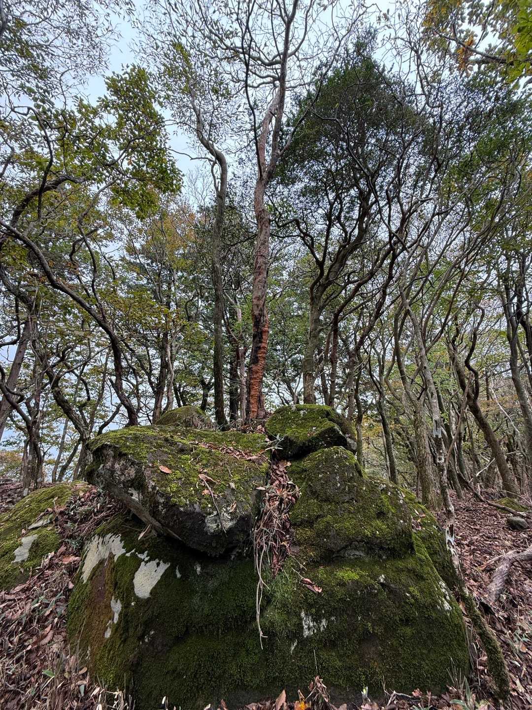 大矢岳-大矢野岳 往復コースの写真