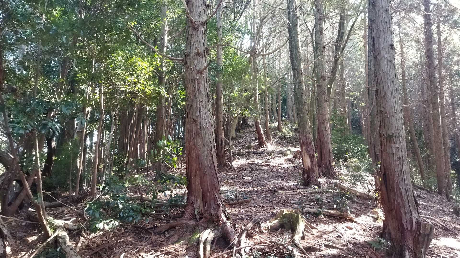 大谷山（鹿児島県薩摩川内市）の写真