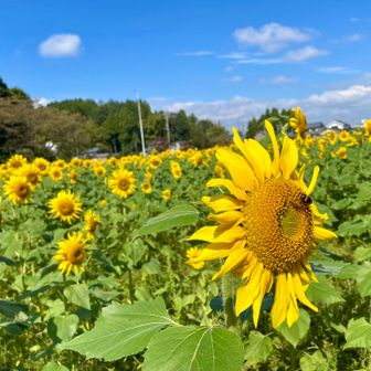 青空にひまわり🌻、いいですね😊