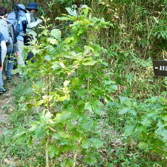 高安山に寄るので真っ直ぐじゃなくて
左の道へ