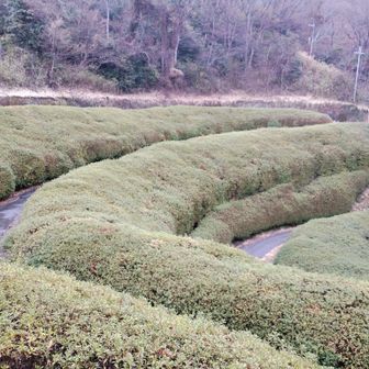 生駒山・神津嶽・大原山 つつじロール