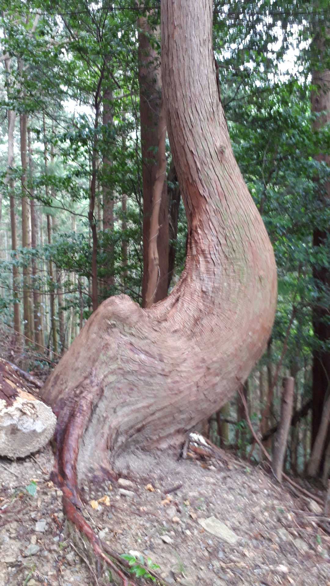 国束山 往復コースの写真