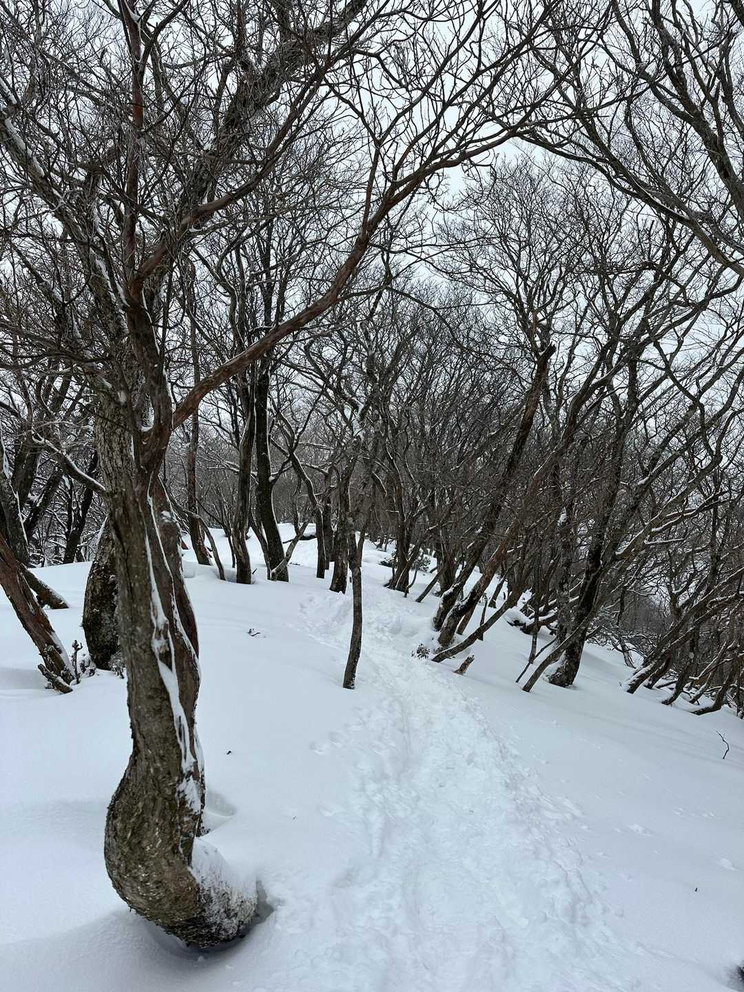 霊仙山権現山登山口-権現山-ホッケ山 往復コースの写真