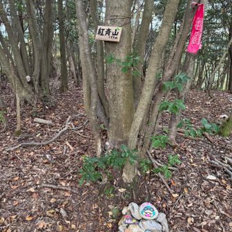 続いて紅斉山。熊出没情報がありましたが今日は丸腰です。