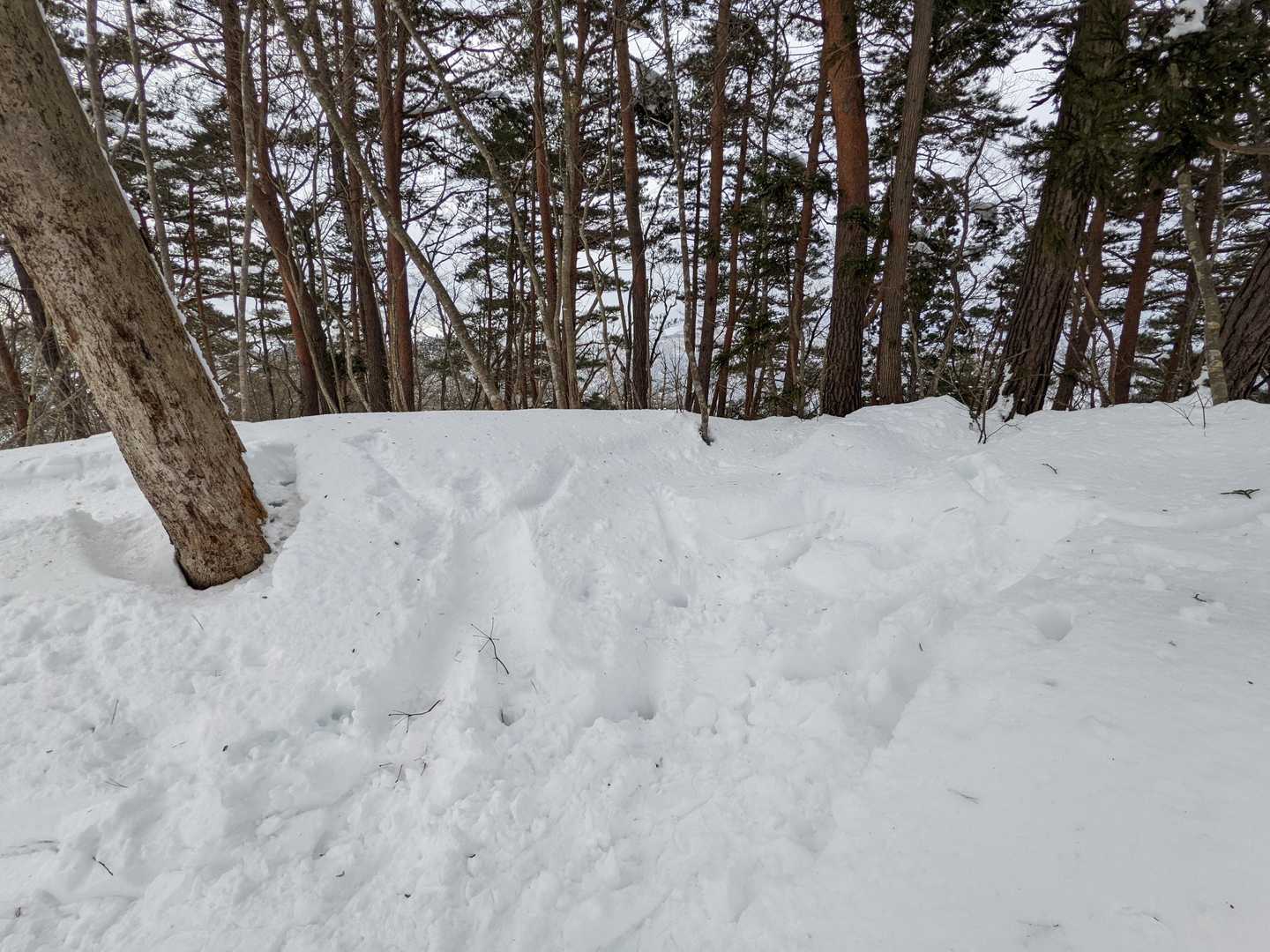 鷹取山 往復コースの写真